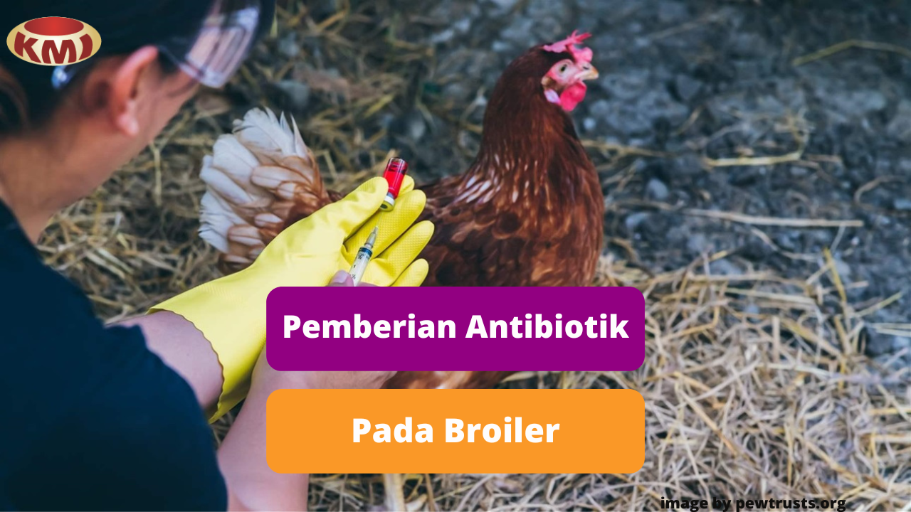 Ketahui Tips Untuk Memberi Antibiotik Pada Ayam Broiler
